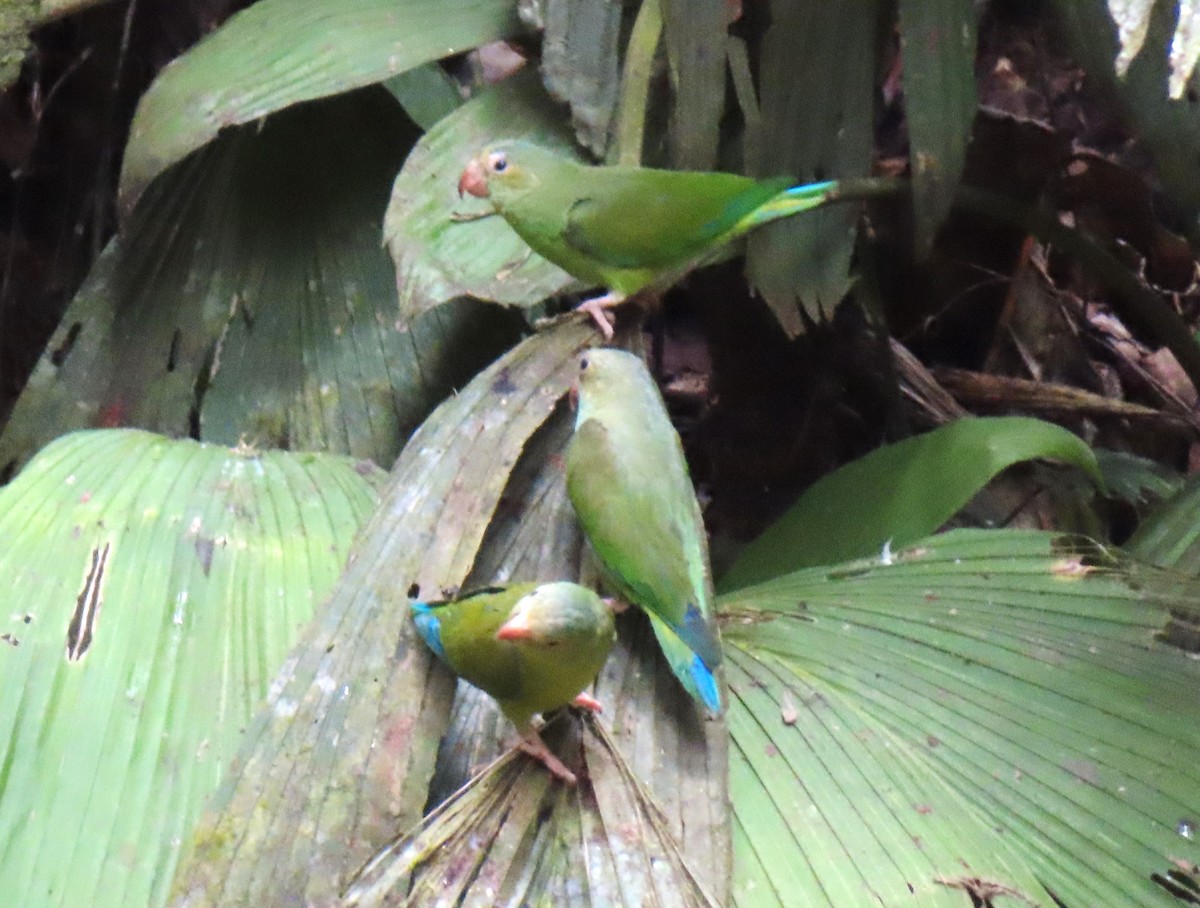 Cobalt-winged Parakeet - ML642657755