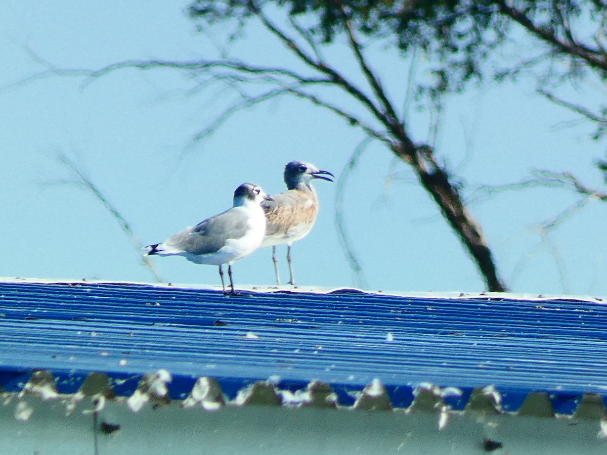 Laughing Gull - ML642657756