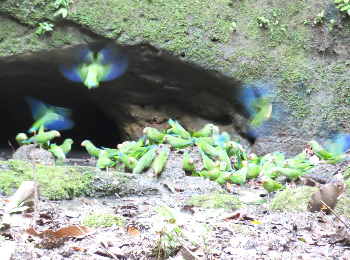 Cobalt-winged Parakeet - ML642657757