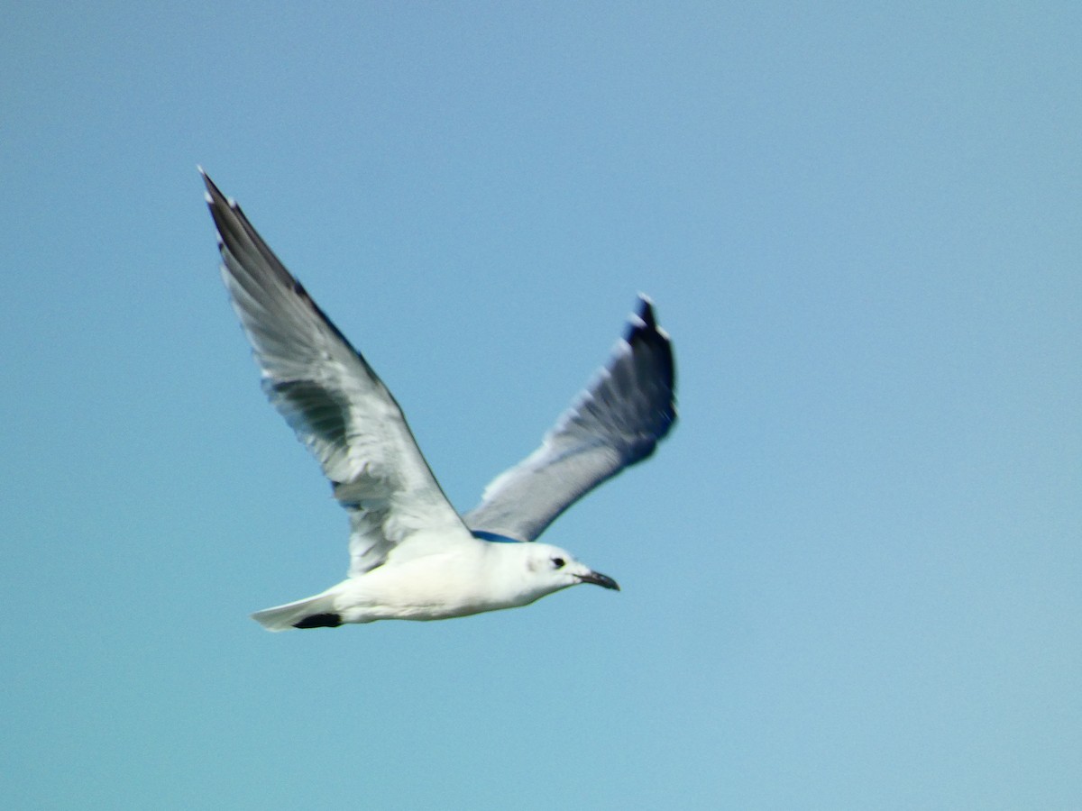 Laughing Gull - ML642657759