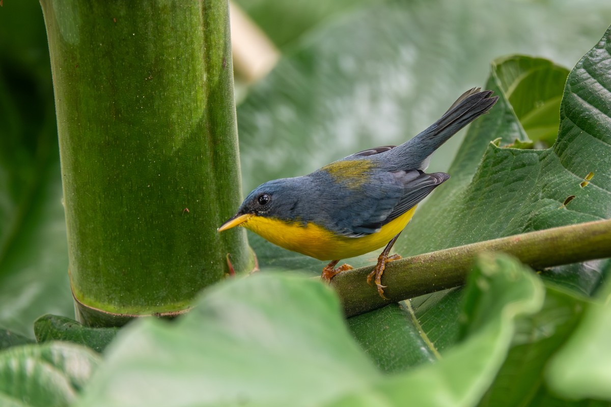 Tropical Parula - ML642657760