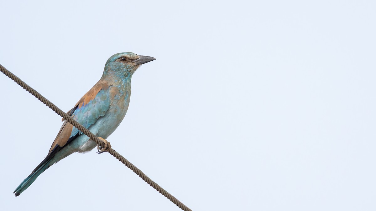 Өрнийн зүсэг - ML642657763