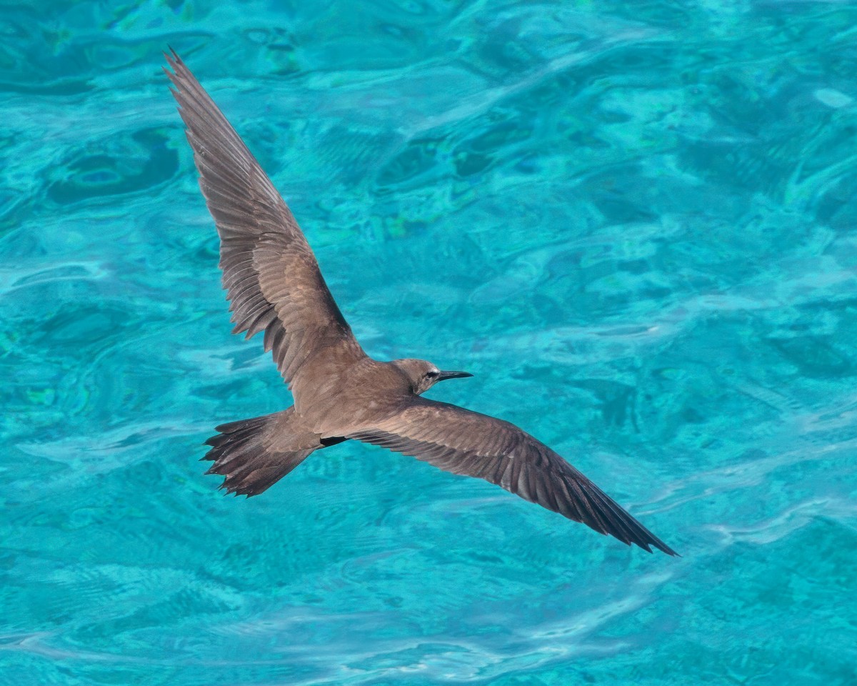 Brown Noddy - ML642657770
