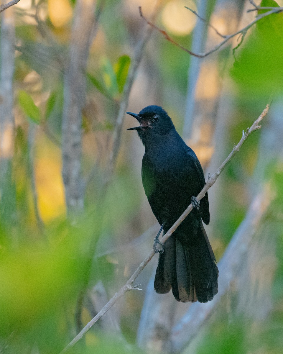 Black Catbird - ML642657771