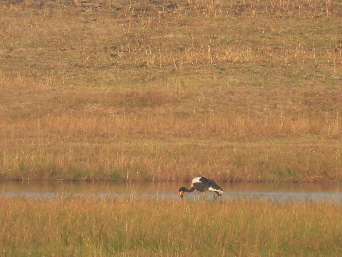 Saddle-billed Stork - ML642657780