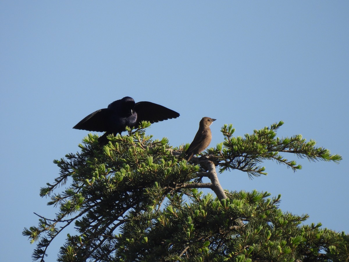 Shiny Cowbird - ML642657782