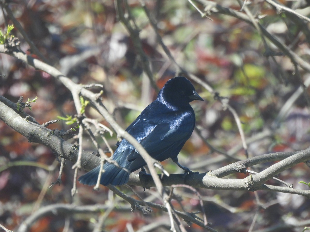 Shiny Cowbird - ML642657783