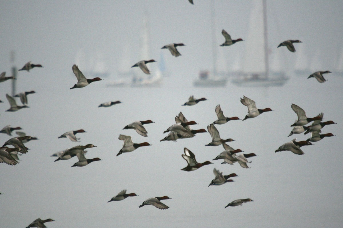 Ferruginous Duck - ML64265781