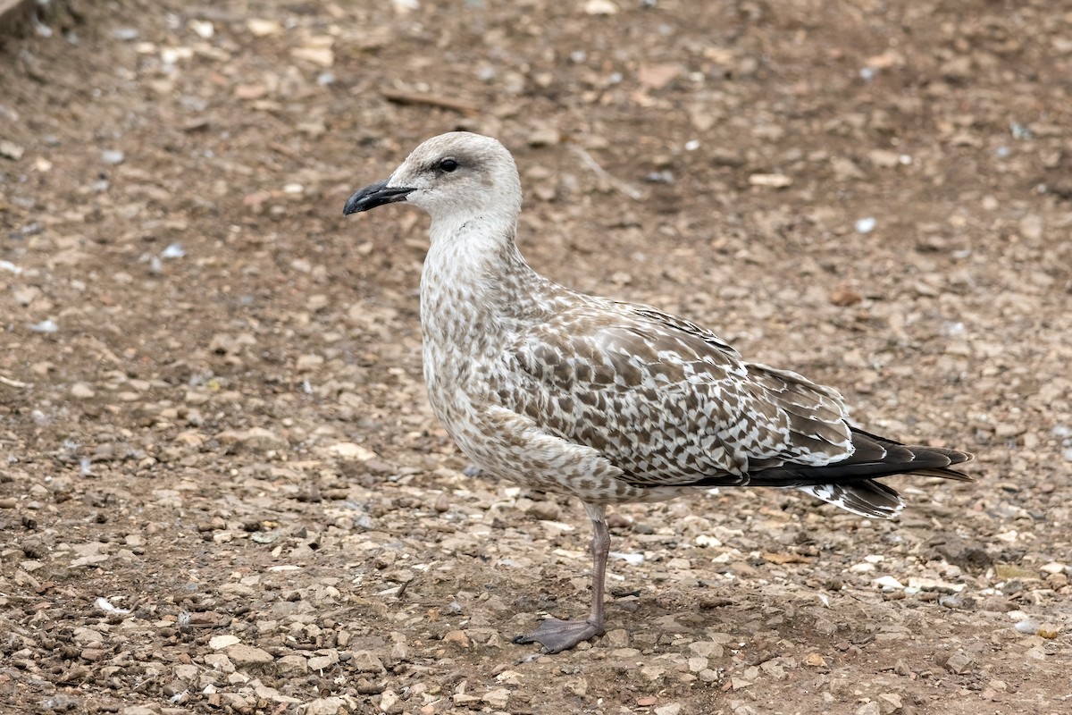 European Herring Gull - ML642657836