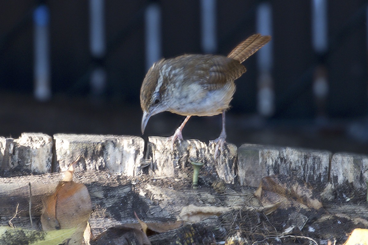 Carolina Wren - ML642657845