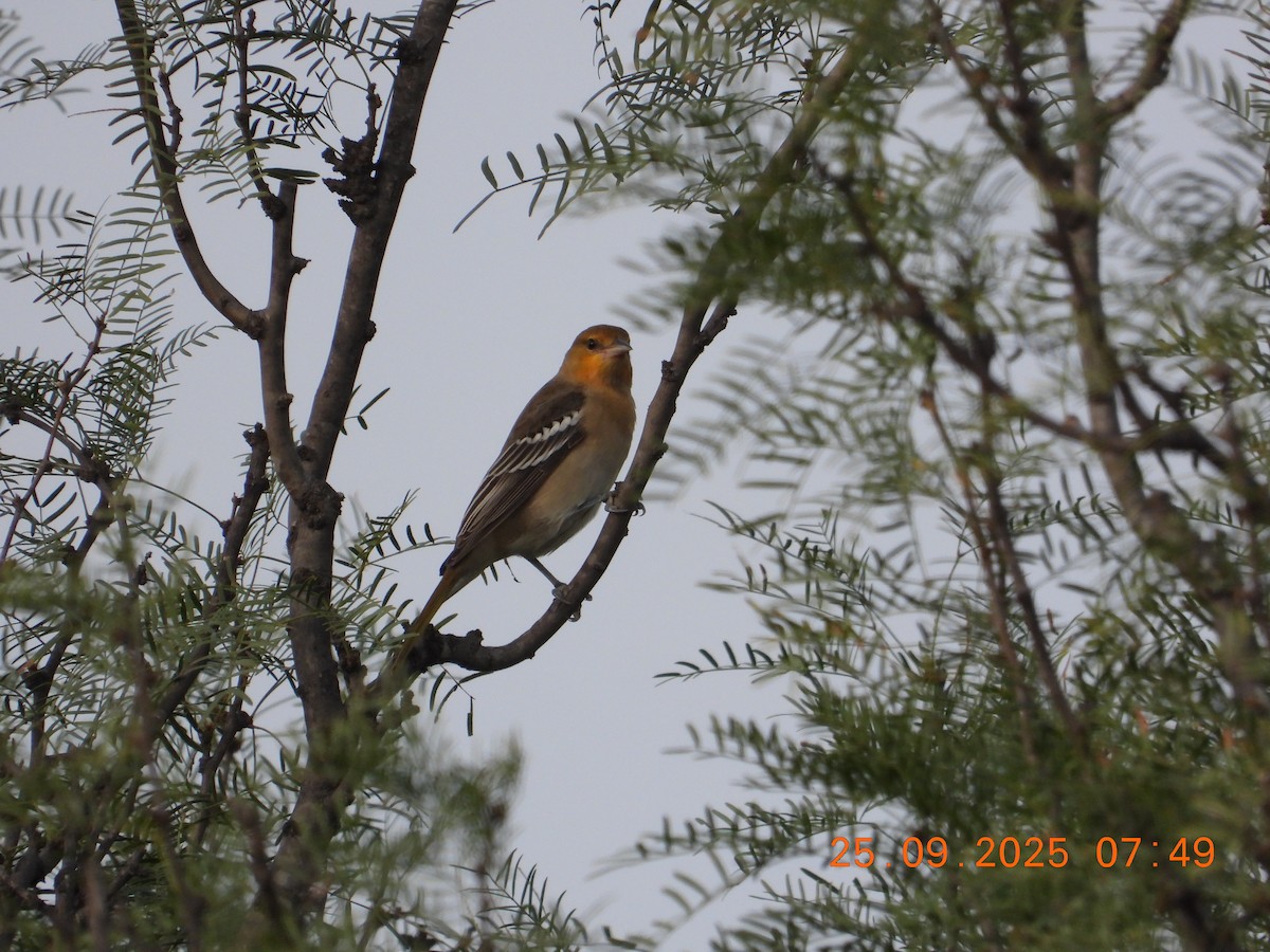 Bullock's Oriole - ML642657849