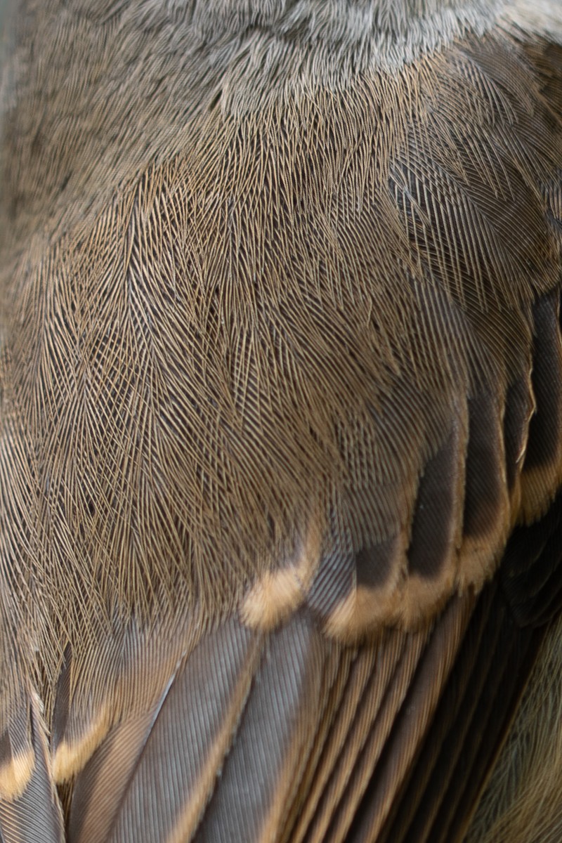 umbrafluesnapper - ML642657852