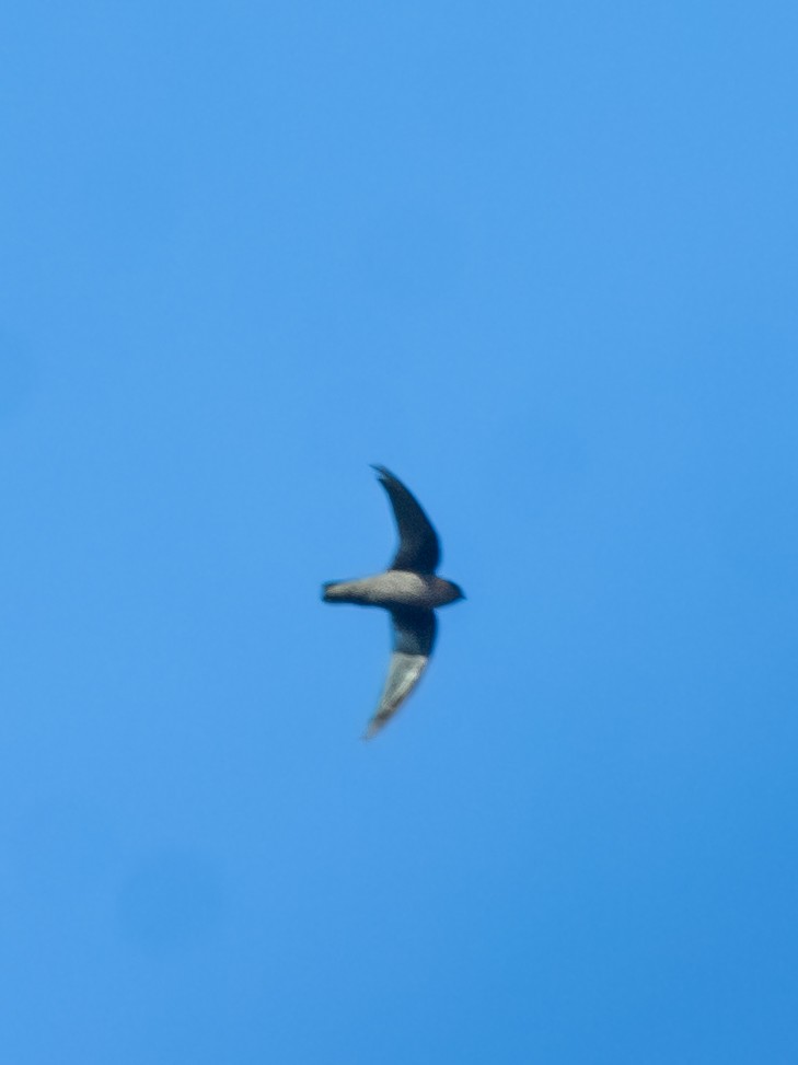 Chestnut-collared Swift - ML642657858