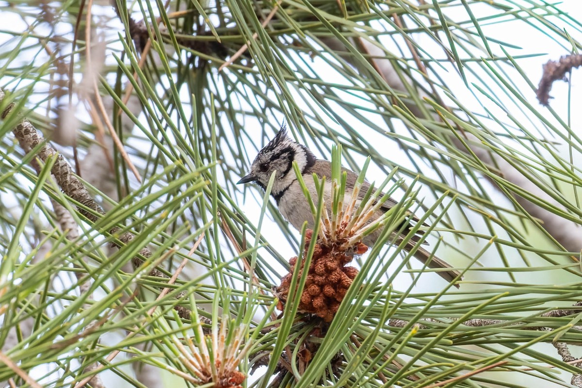 Crested Tit - ML642657861