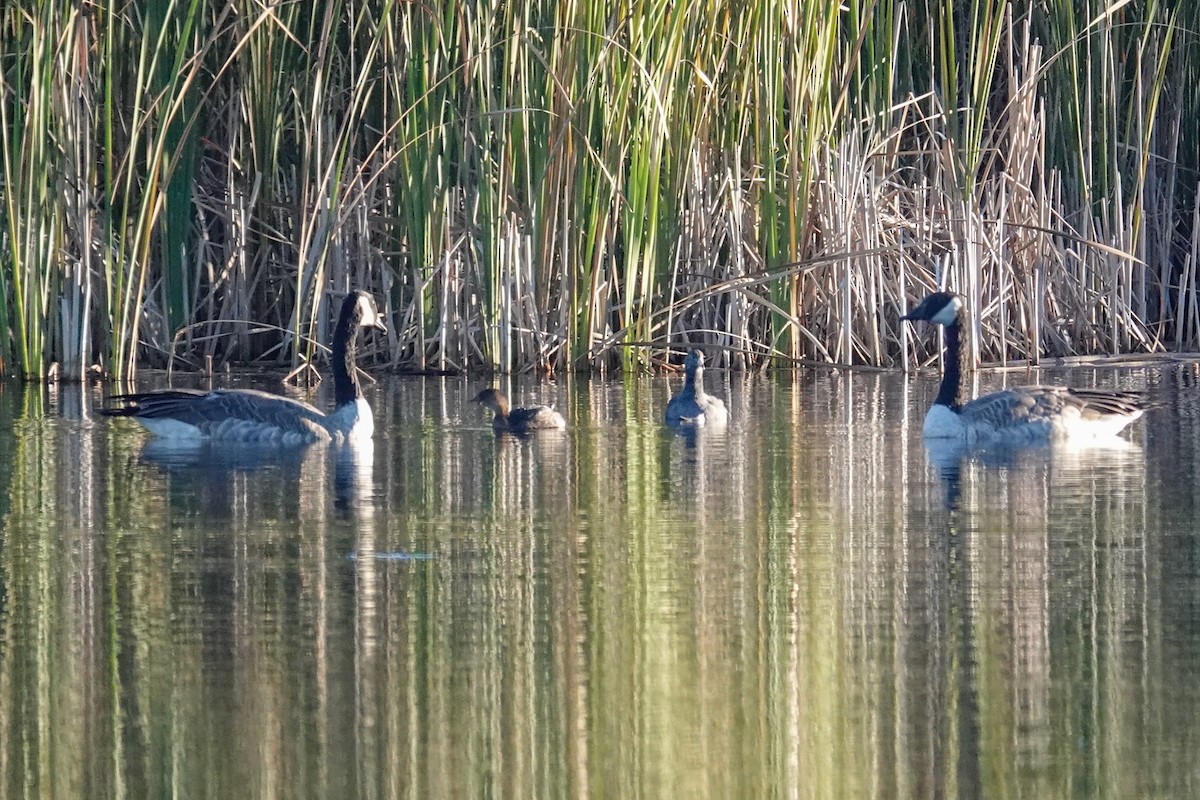 American Coot - ML642657862