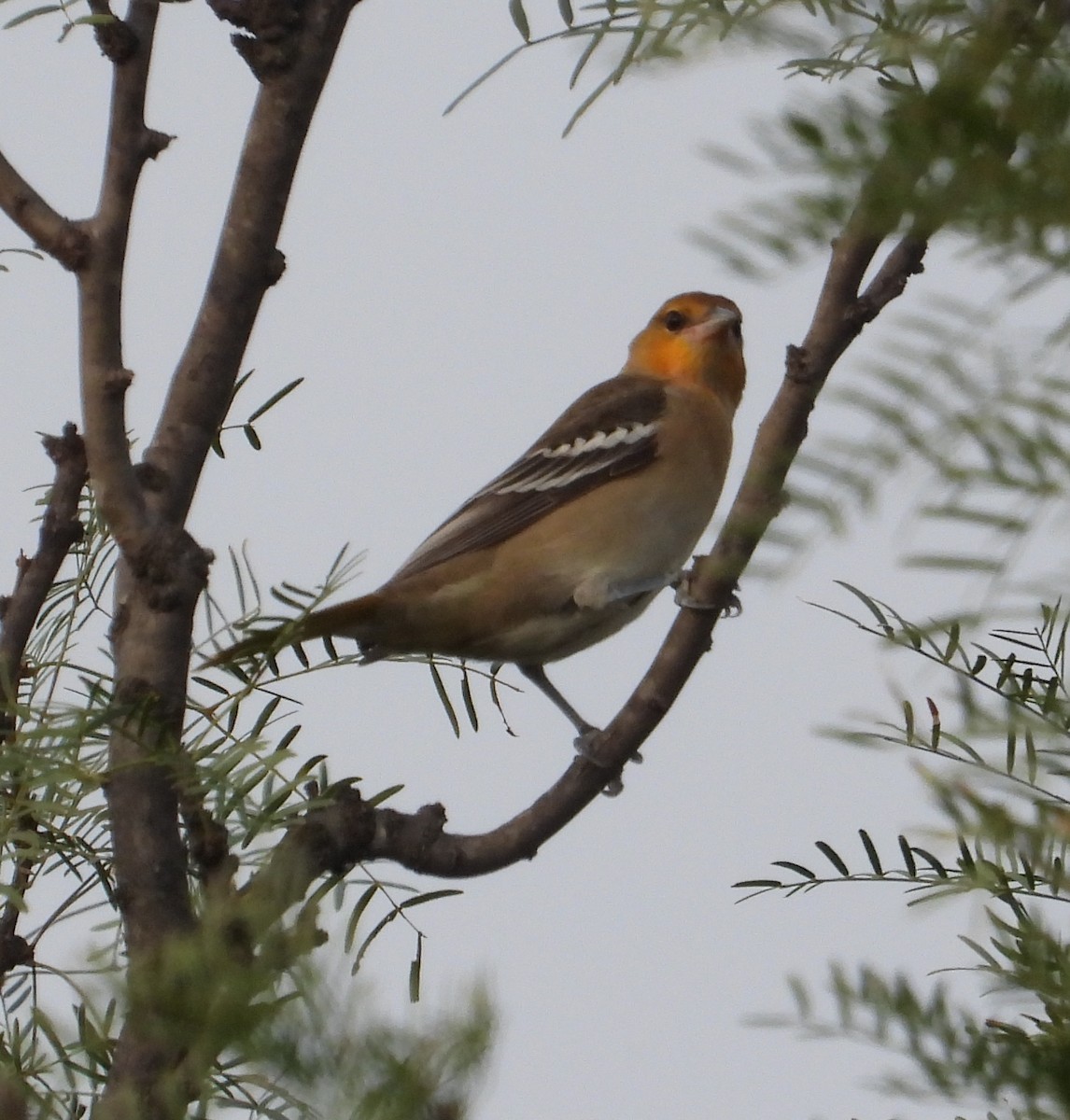 Bullock's Oriole - ML642657863