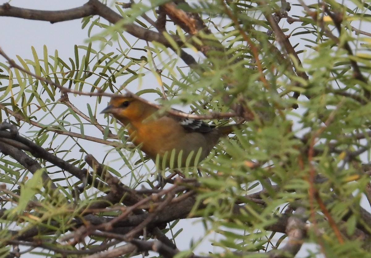 Bullock's Oriole - ML642657865