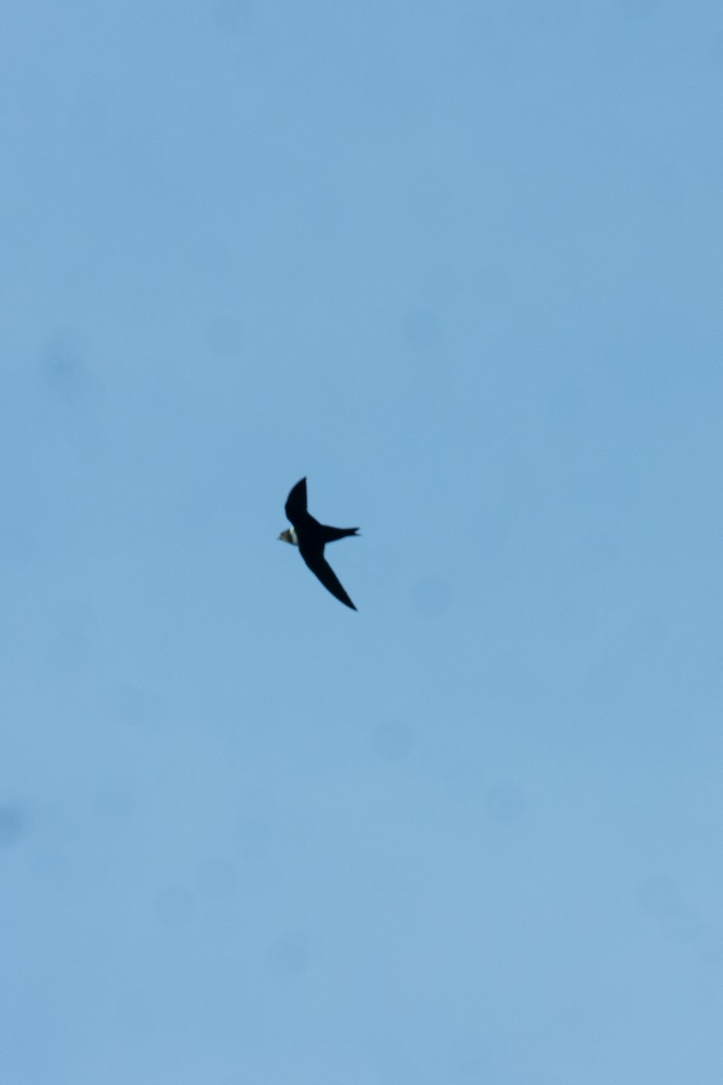 White-collared Swift - ML642657866