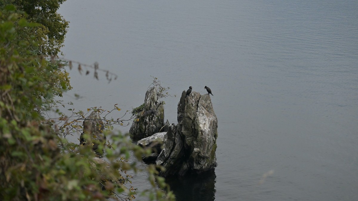 Great Cormorant - ML642657873