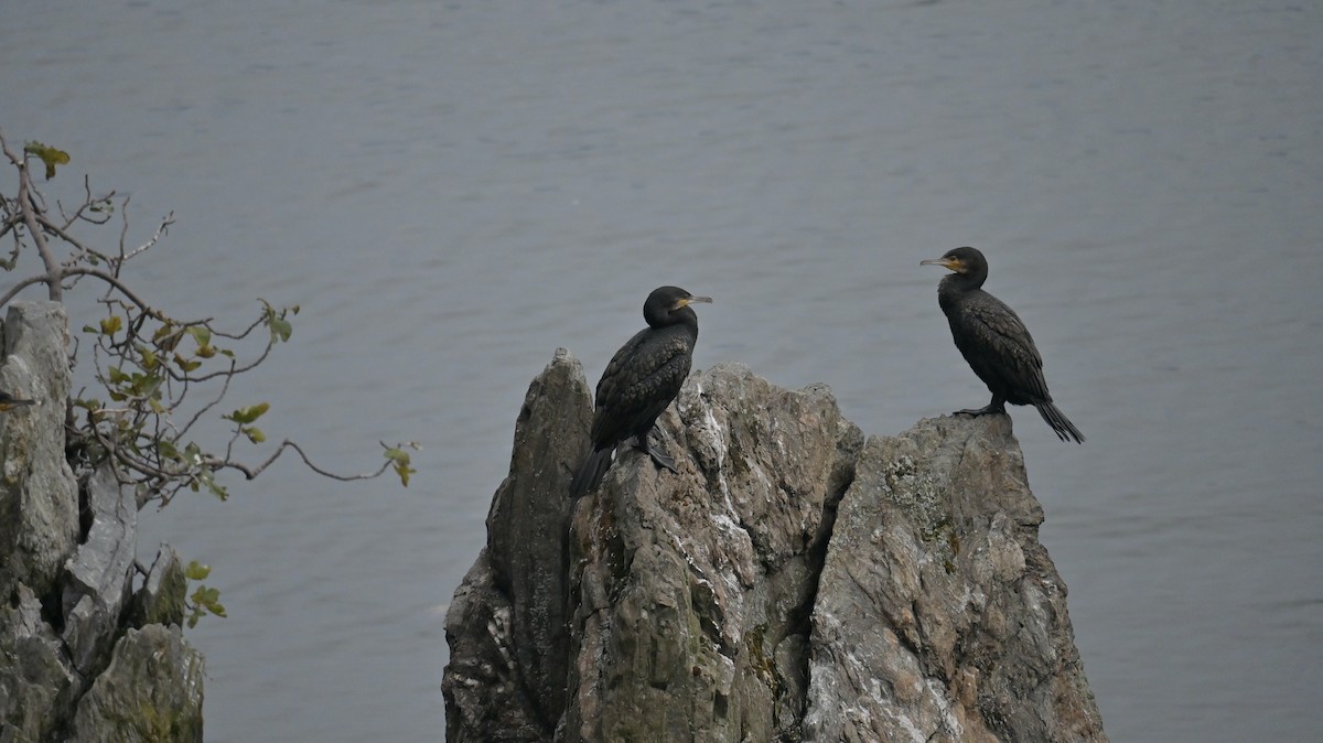 Great Cormorant - ML642657874