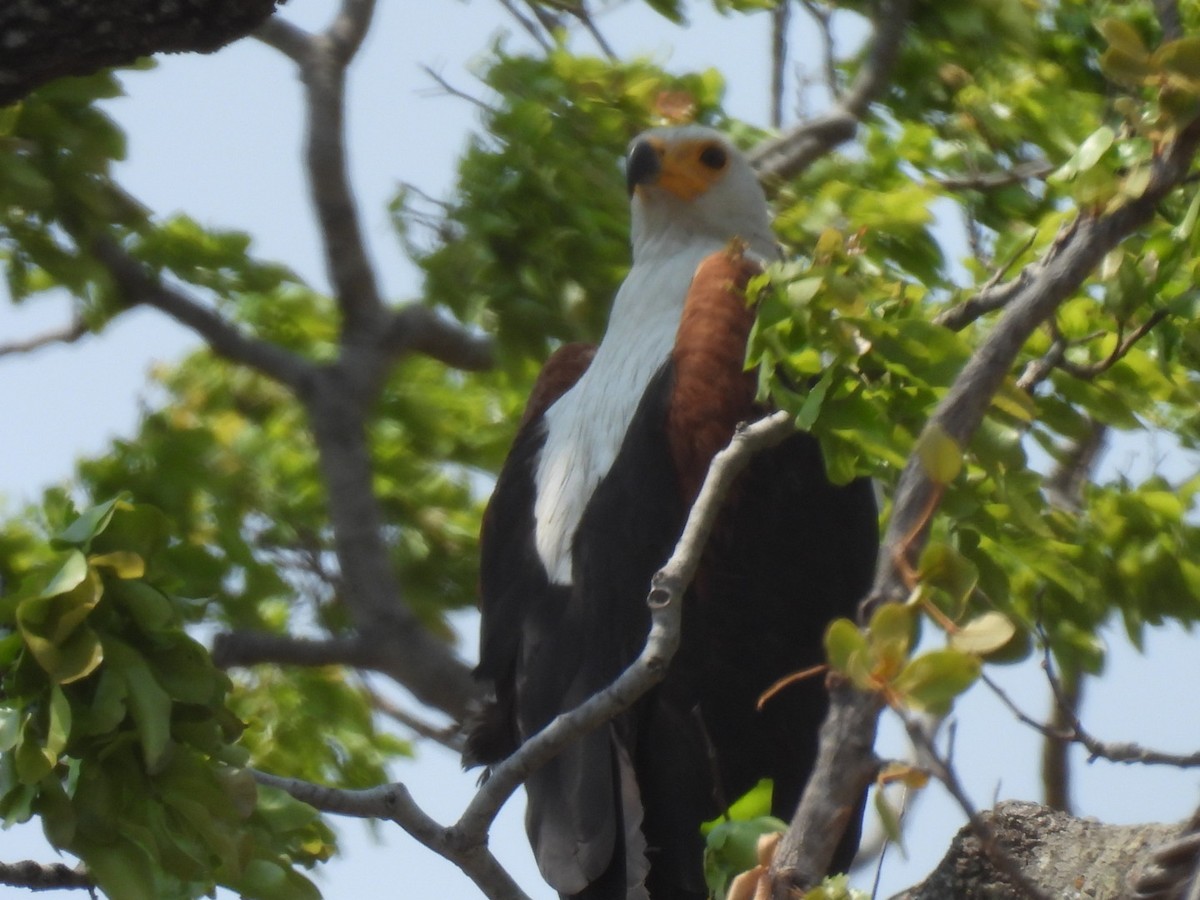 African Fish-Eagle - ML642657877