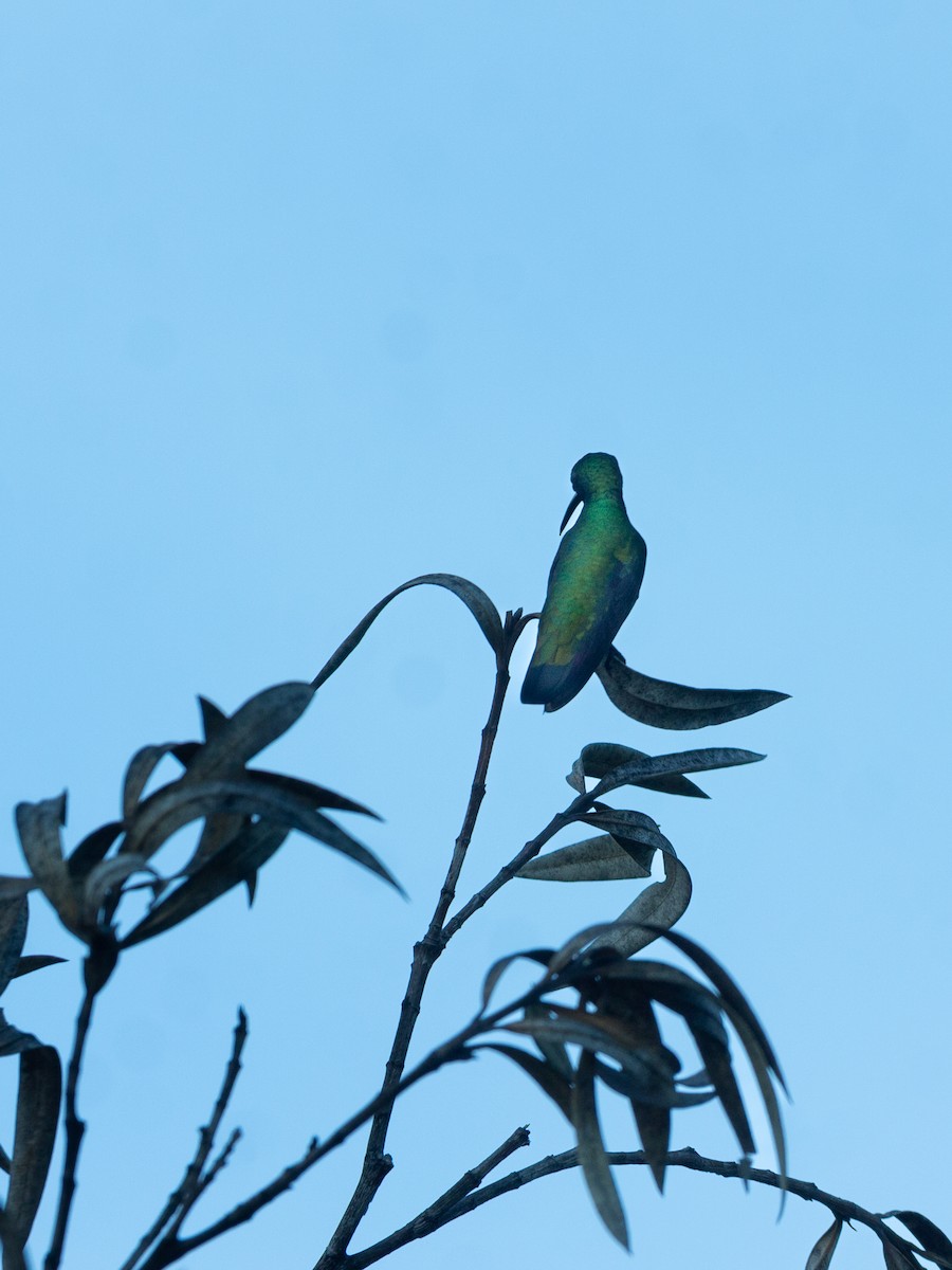 Green-breasted Mango - ML642657880