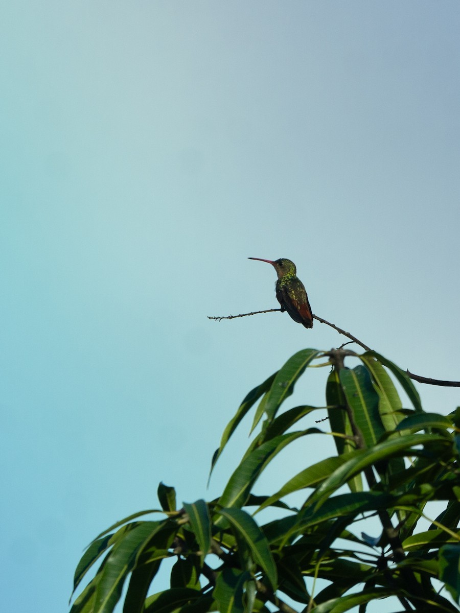 Cinnamon Hummingbird - ML642657895