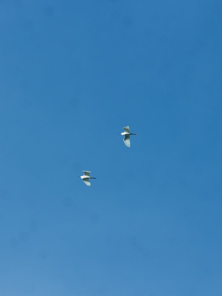 Snowy Egret - ML642657913