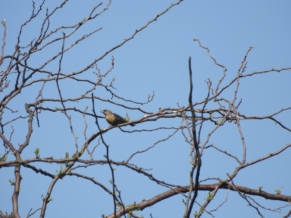 Blue-and-yellow Tanager - ML642657920