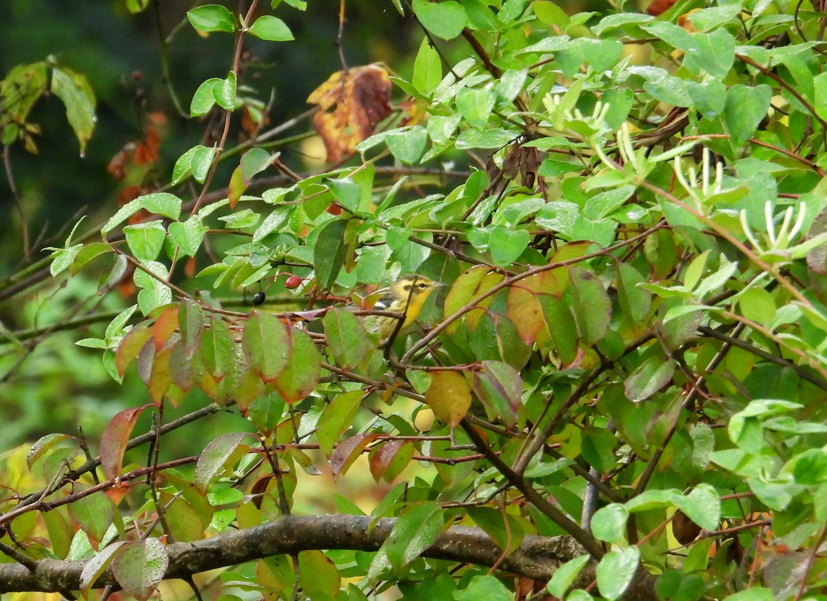 Blackburnian Warbler - ML642657921