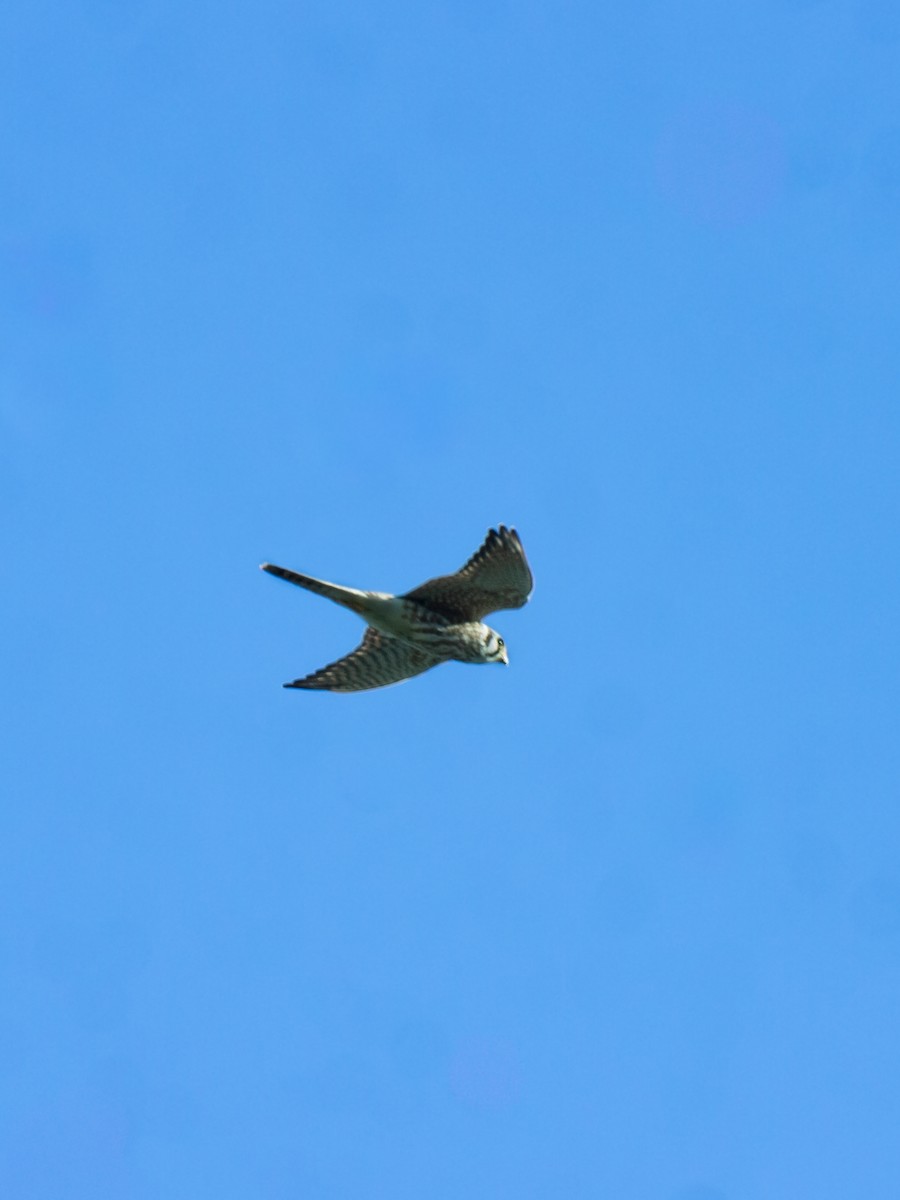 American Kestrel - ML642657923