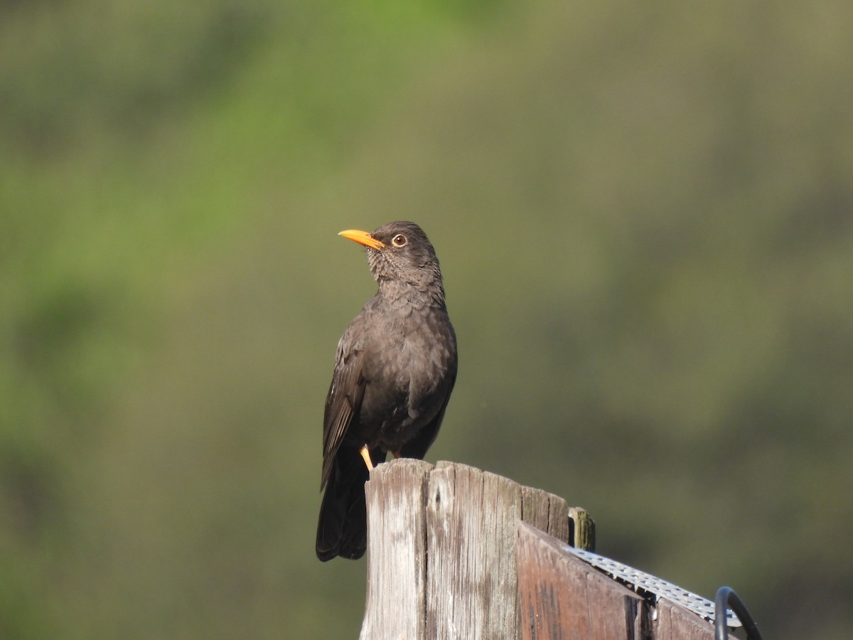 Chiguanco Thrush - ML642657933