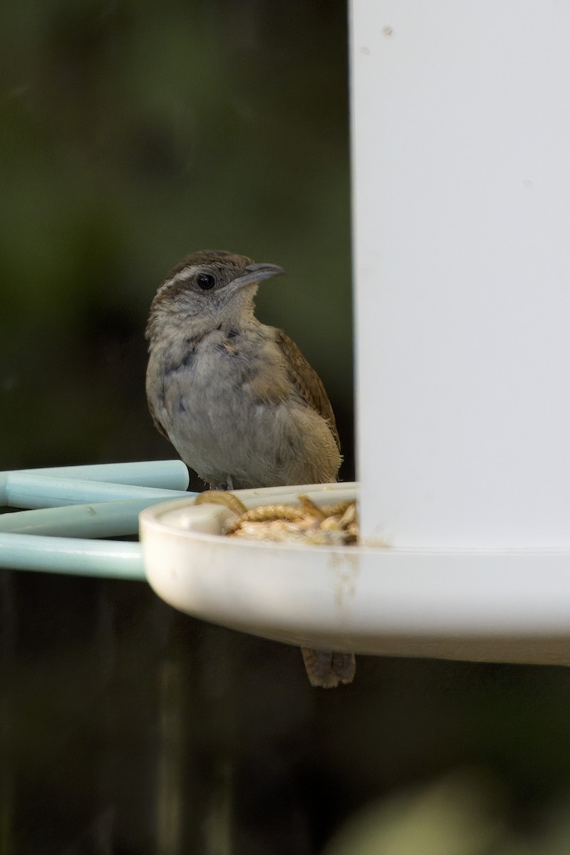 Carolina Wren - ML642657937