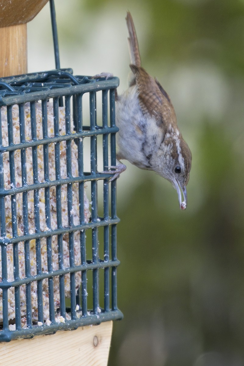 Carolina Wren - ML642657938