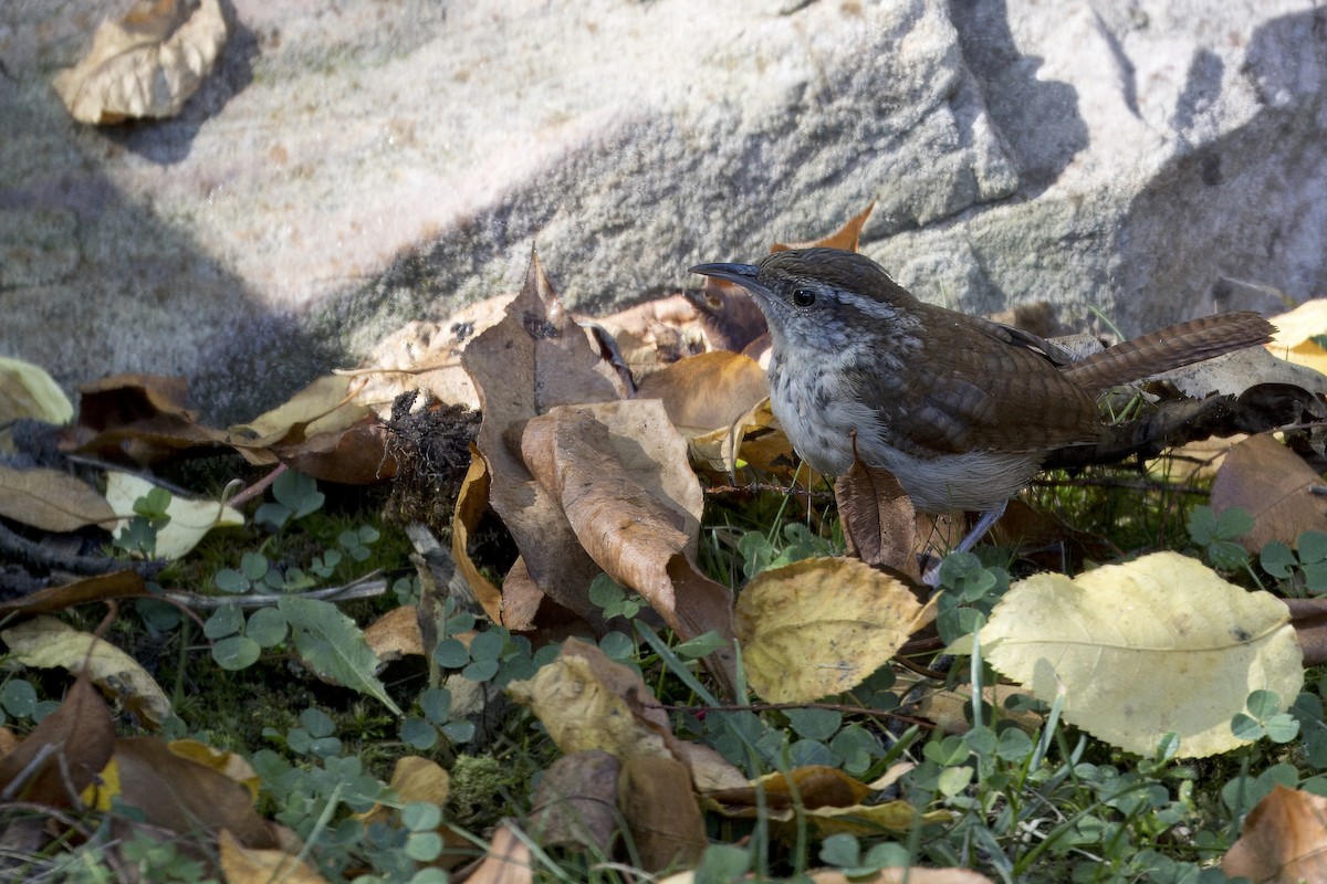 Carolina Wren - ML642657940