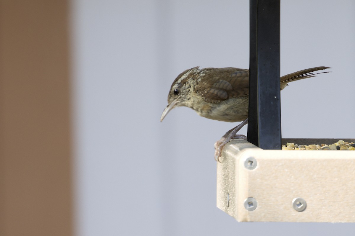 Carolina Wren - ML642657941