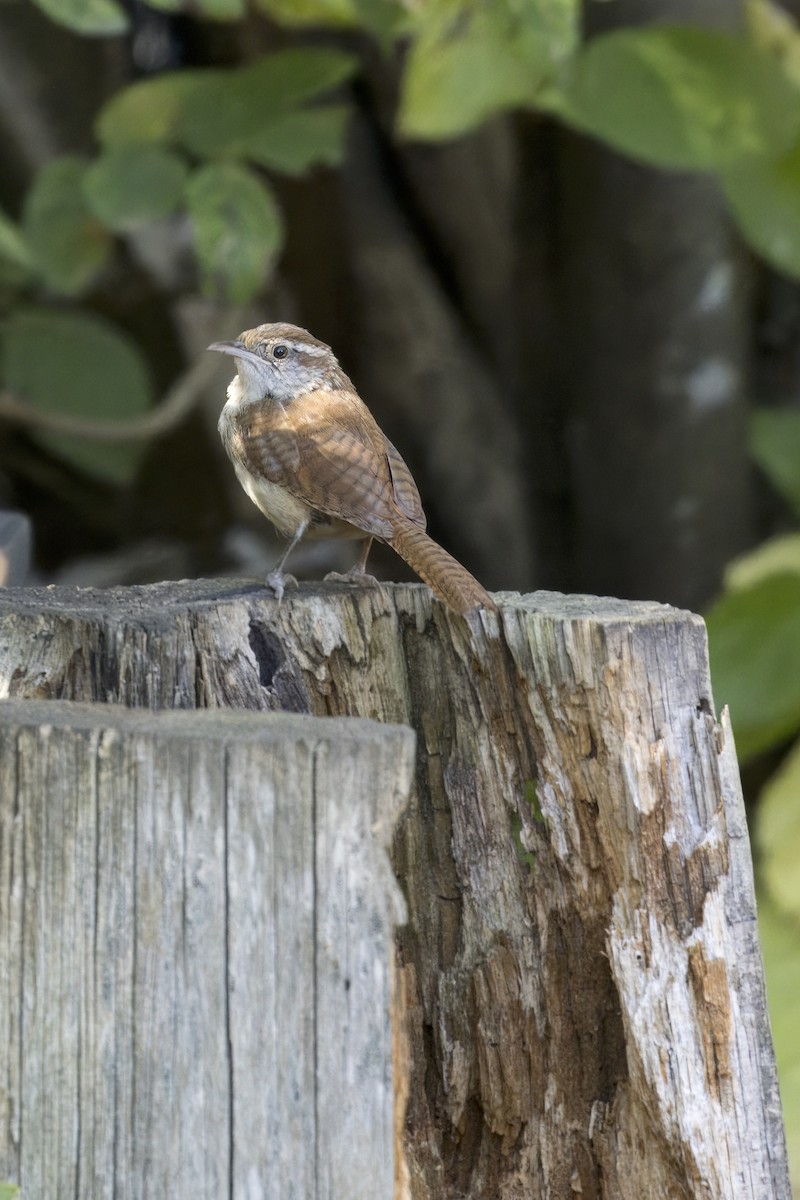 Carolina Wren - ML642657942