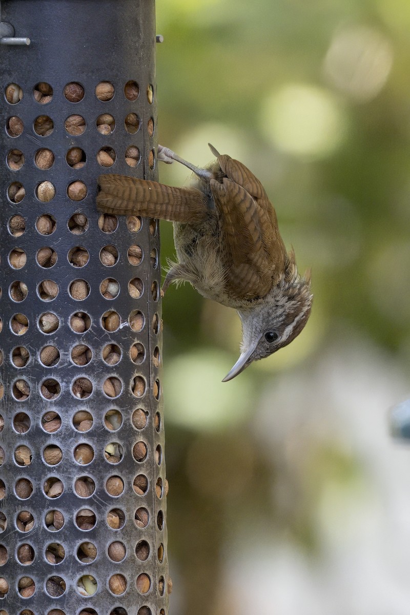 Carolina Wren - ML642657943