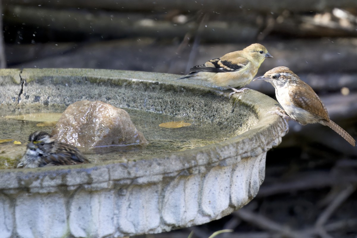 Carolina Wren - ML642657944