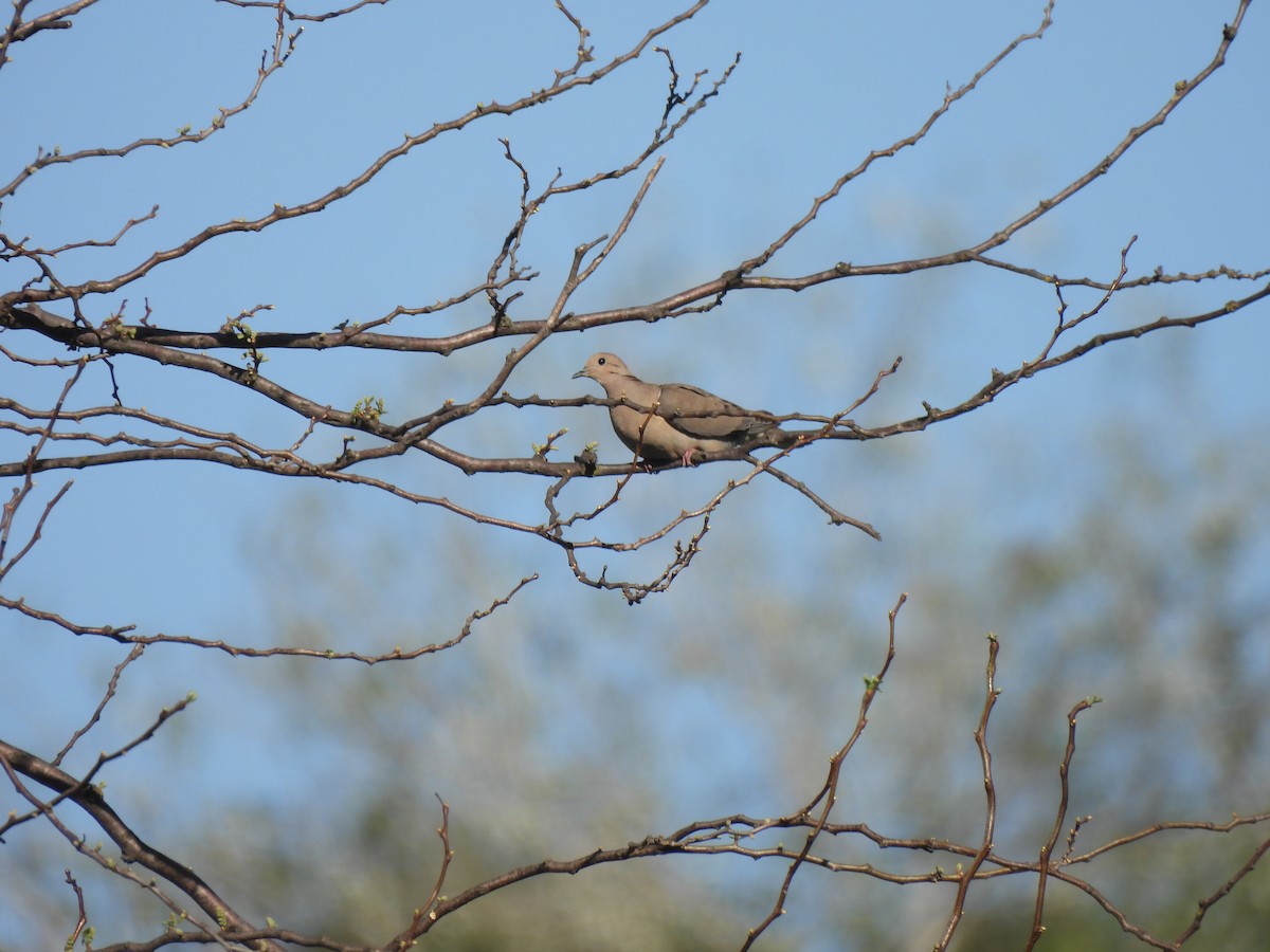 Eared Dove - ML642657947