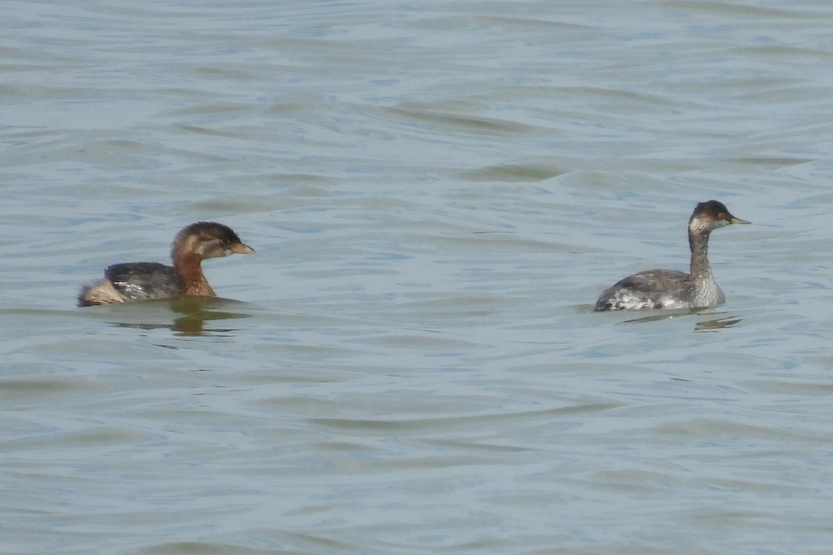 Pied-billed Grebe - ML642657985