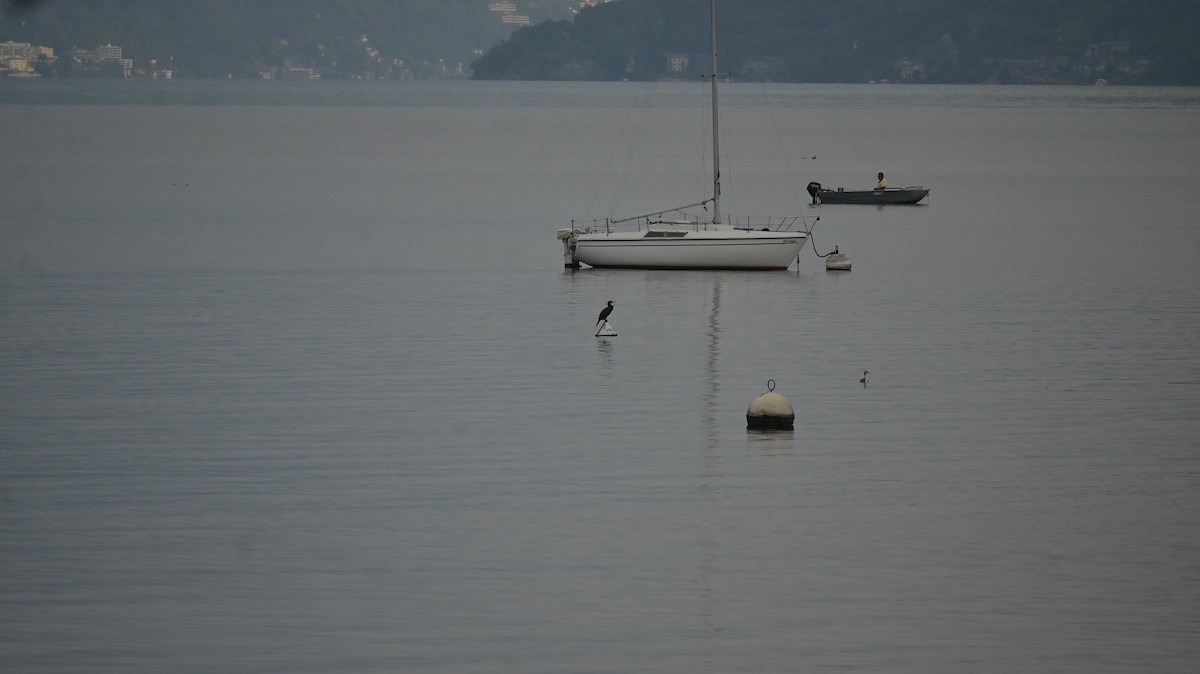 Great Cormorant - ML642657996