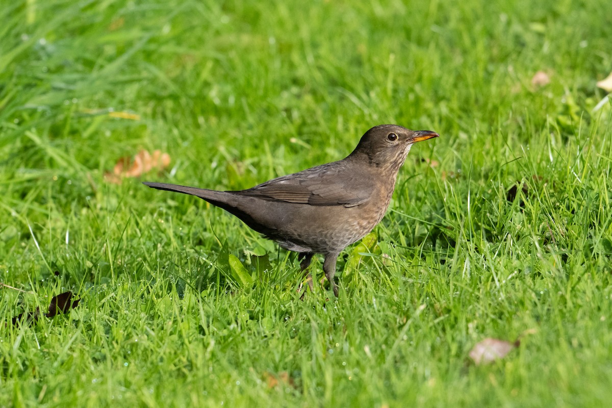 Eurasian Blackbird - ML642658012