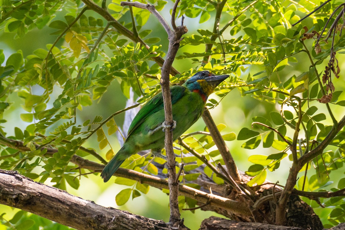 Taiwan Barbet - ML642658015