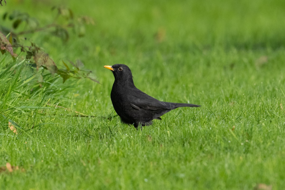 Eurasian Blackbird - ML642658025