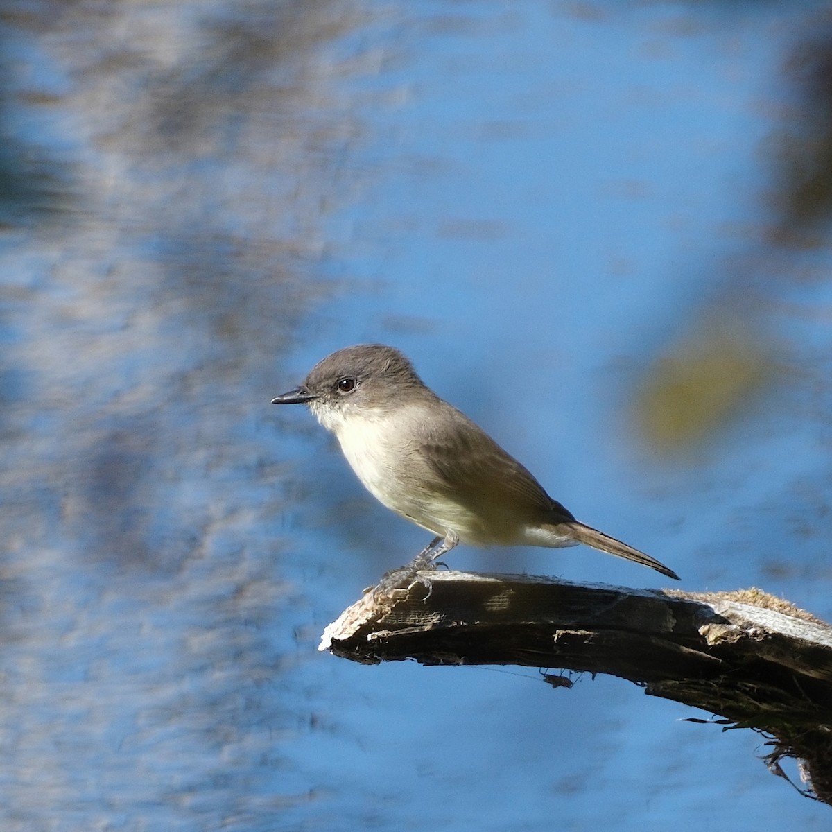 Eastern Phoebe - ML642658026