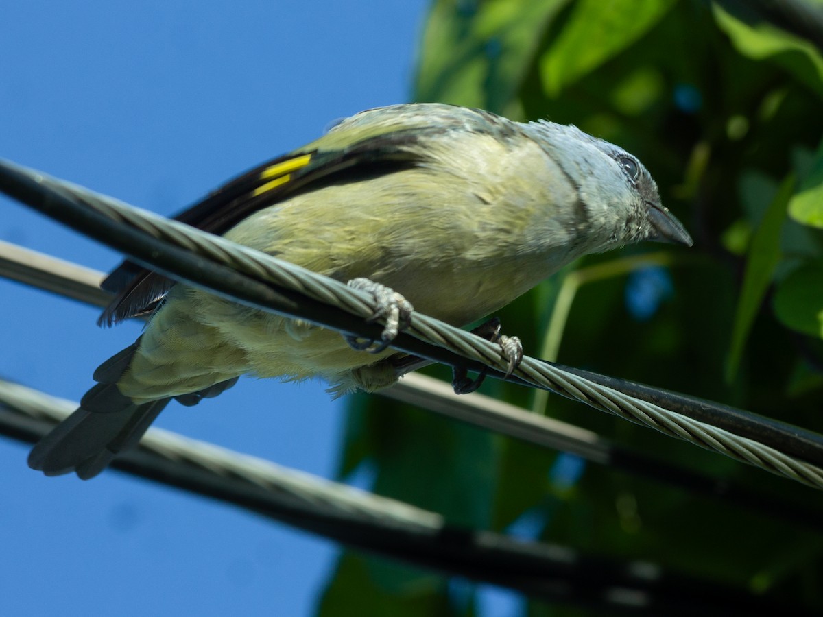Yellow-winged Tanager - ML642658031