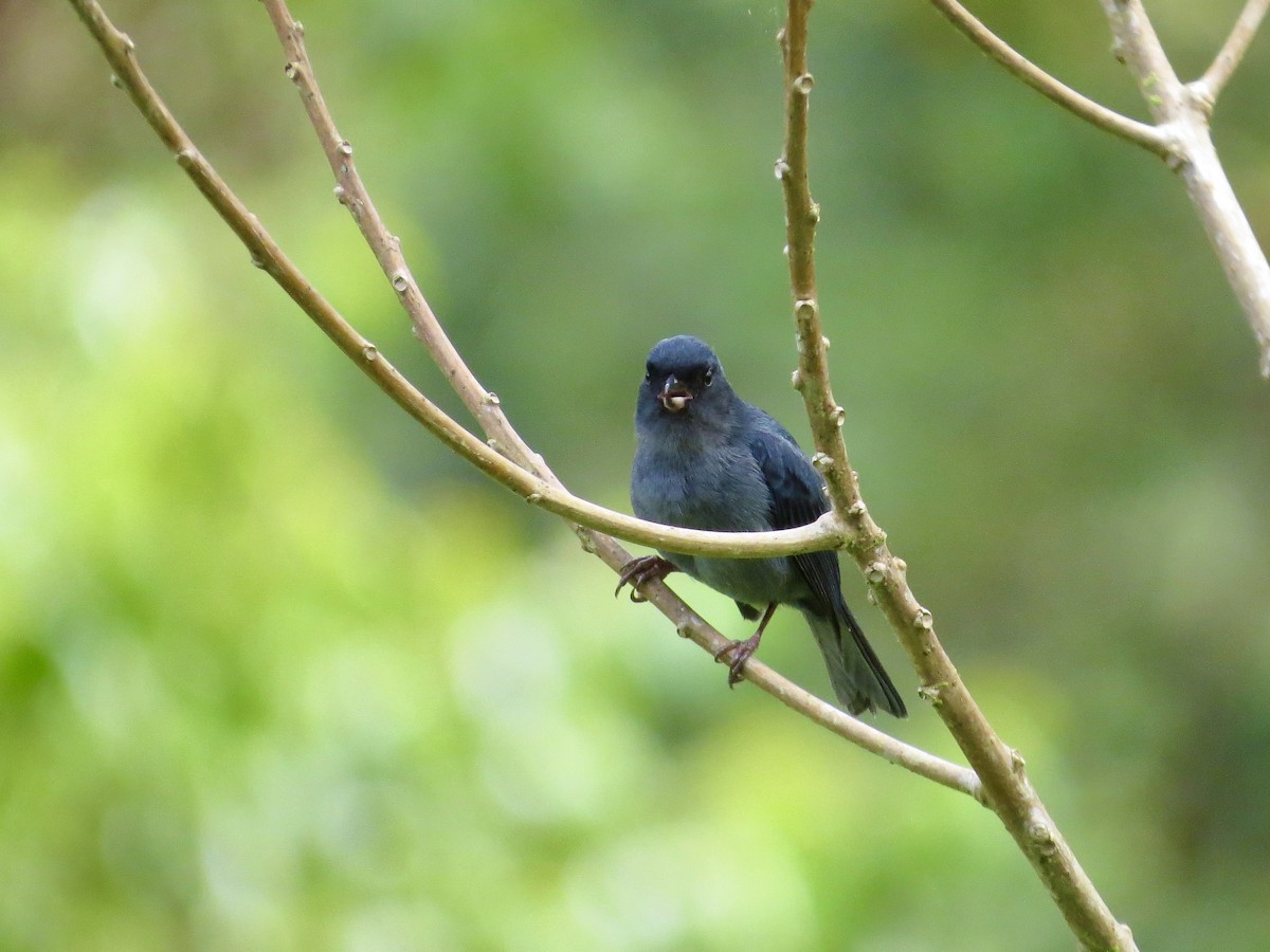 Slaty Flowerpiercer - ML642658036