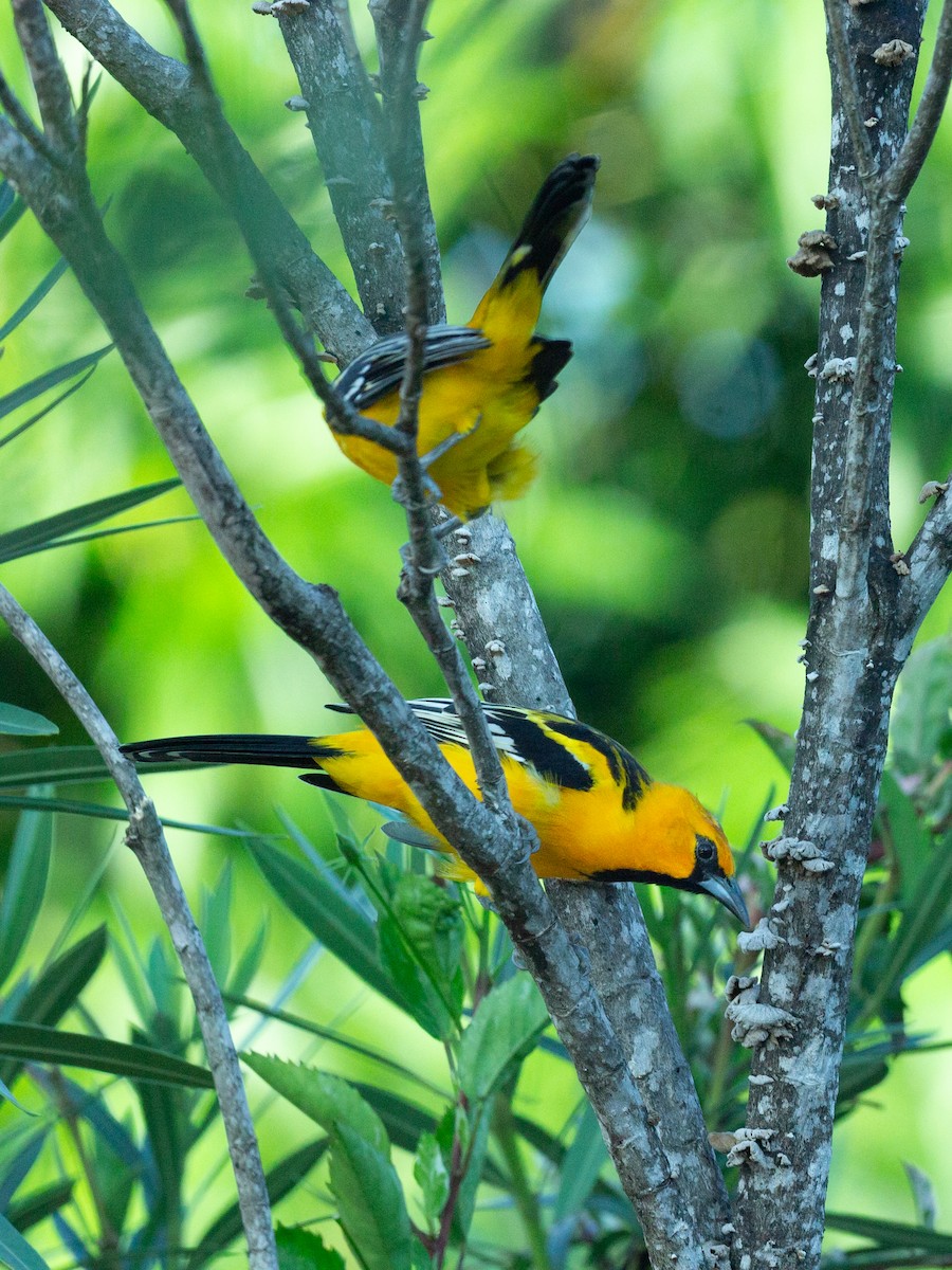Streak-backed Oriole - ML642658040