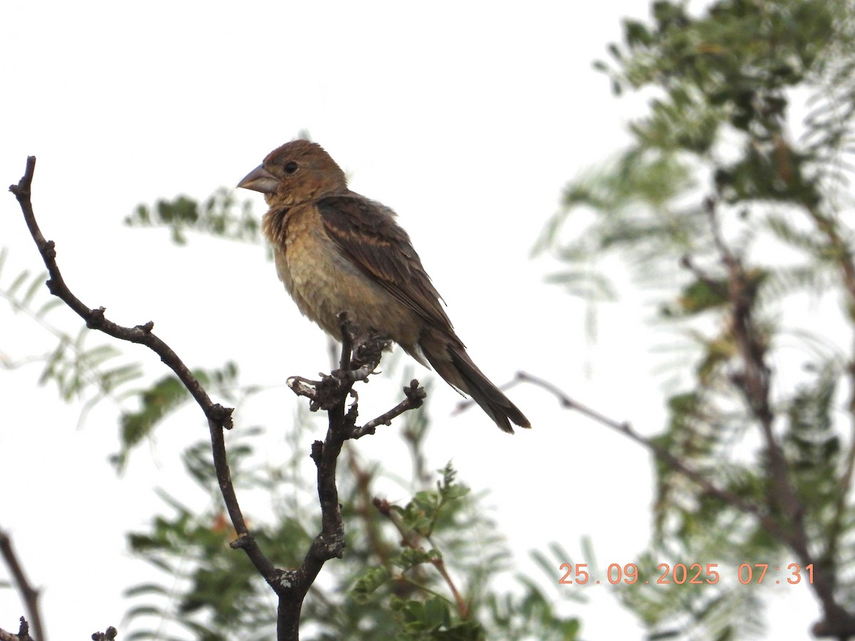 Blue Grosbeak - ML642658051